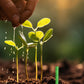 🌱 Hosszú hatástartamú növényi tápanyag-rudak – kiegyensúlyozott NPK-összetétel a gyökerek, a levelek és a virágok számára!  🌿✨