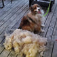 🐕✂️ Állat Szőrtelenítő KeFe – Raktáron & Utánvétes 🐶✨